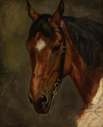 Horse’s head