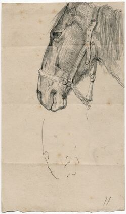Horse’s head