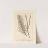 Horsetail by Elizabeth Blackwell