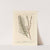 Horsetail by Elizabeth Blackwell
