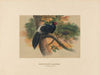 Horsfield’s Kaleege
