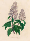 Hosta coerulea (1818-1824)