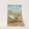 Houbara Macqueeni Gray by Johann Friedrich Naumann