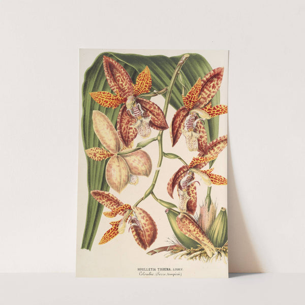 Houlletia trigrina by Charles Antoine Lemaire