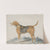 Hound Standing; profile, facing left by Sydenham Teast Edwards