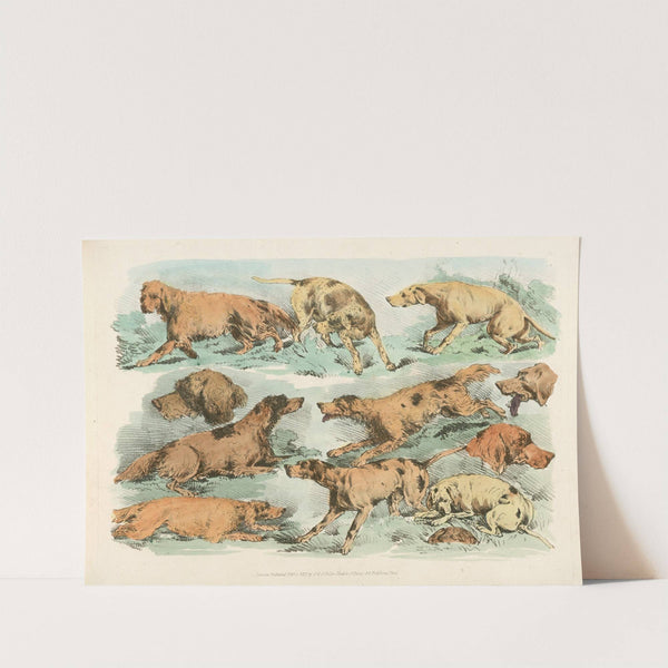 Hounds (1817-1818) by Henry Thomas Alken