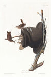 House wren