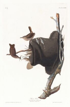 House wren