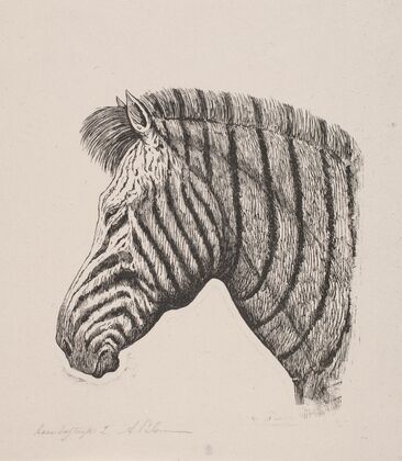 Hoved af en Zebra