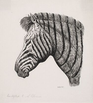 Hoved af en Zebra