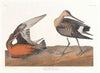 Hudsonian godwit