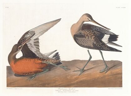 Hudsonian godwit