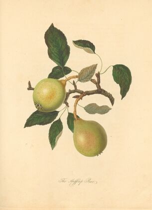 Huffcap Pear (1811)