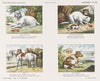 Huisdieren 2 (1875-1919)
