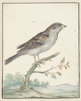 Huismus (1650 - 1719)