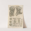 Human digestive system by Thomas Geminus