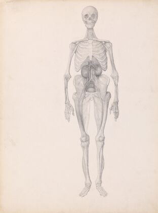 Human Figure, Anterior View