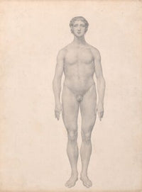 Human Figure, Anterior View, Undissected