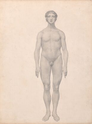 Human Figure, Anterior View, Undissected