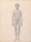 Human Figure, Anterior View, Undissected