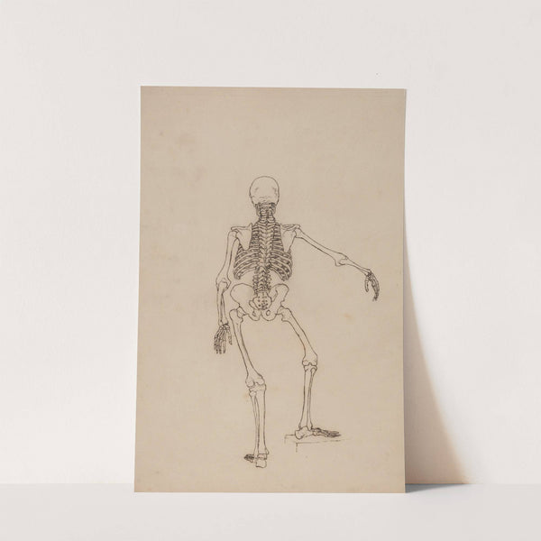 Human Skeleton, Posterior View (1795 to 1806) by George Stubbs