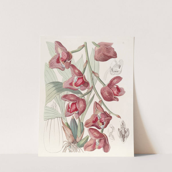 Humboldt&#039;s Peristeria by Sydenham Edwards
