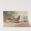 Hume&#039;s Barred-Backed Pheasant by George Edward Lodge