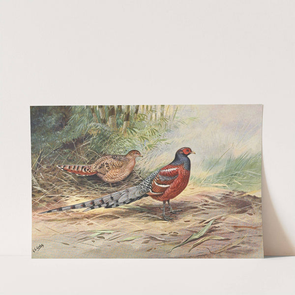 Hume&#039;s Barred-Backed Pheasant by George Edward Lodge