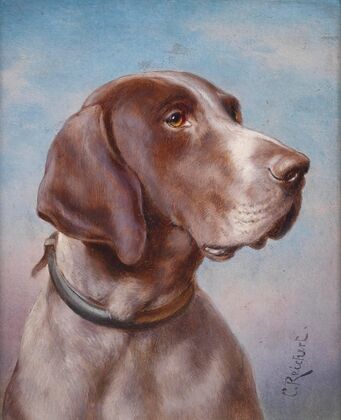 Hundeportrait