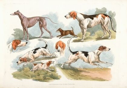 Hunting dogs — size preview