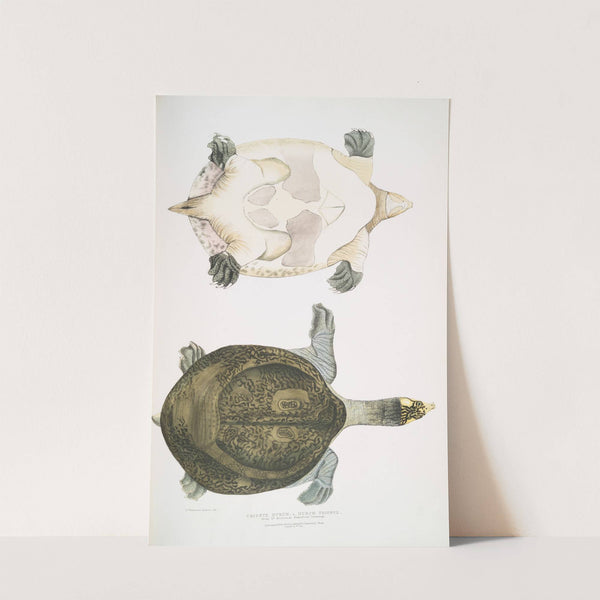 Hurum Trionyx, Trionyx Hurum. (1830-1834) by John Edward Gray