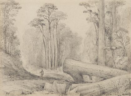 Hutt Road, round the first gorge, looking down
