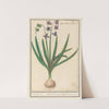 Hyacint (Hyacinthus orientalis) Oost-hijacint. Hyacinthus orientalis. hyacinthe orientale (1596-1610) by Anselmus Boëtius de Boodt