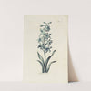 Hyacinth by Carington Bowles