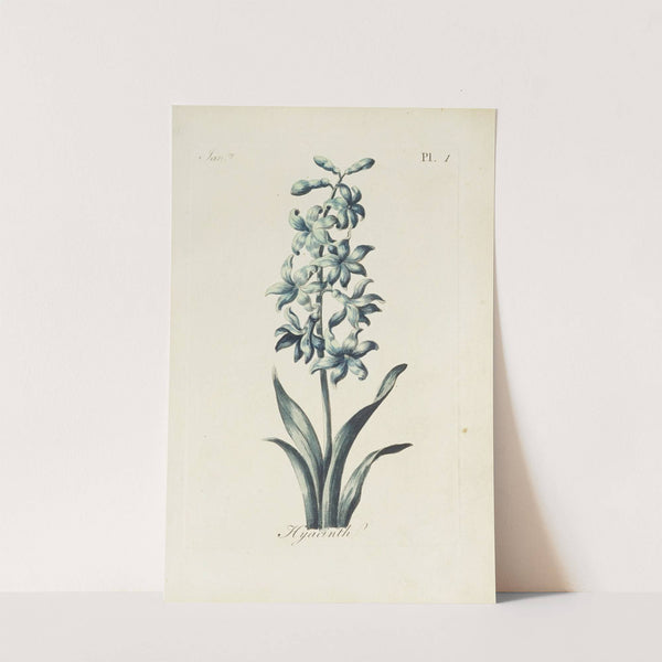 Hyacinth by Carington Bowles
