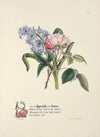 Hyacinth and rose