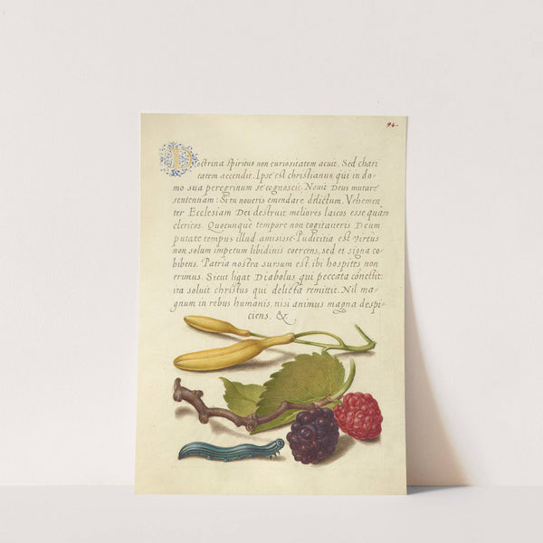 Hyacinth, Black Mulberry, and Caterpillar (1561–1596) by Joris Hoefnagel