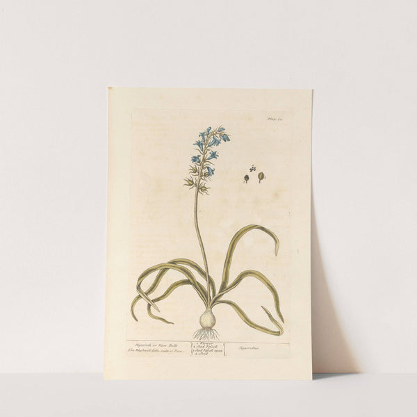 Hyacinth or hare bells by Elizabeth Blackwell