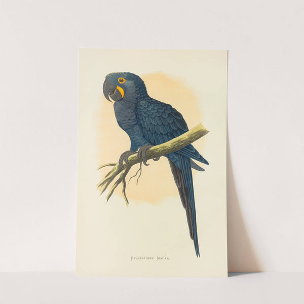 Hyacinthine Macaw (1884-1887) by Alexander Francis Lydon
