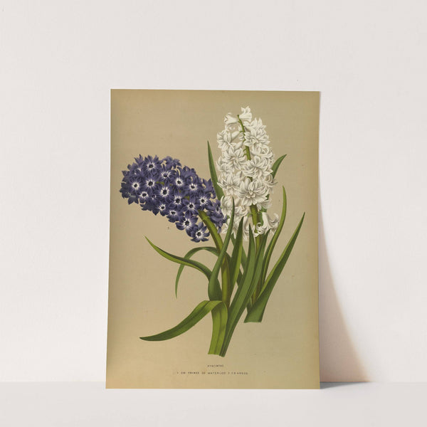 Hyacinths 10 (1872-1881) by Arentina Hendrica Arendsen