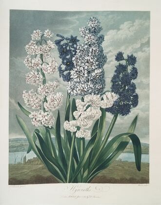 Hyacinths