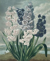 Hyacinths