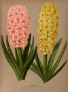 Hyacinths 4 (1872-1881)