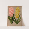 Hyacinths 4 (1872-1881) by Arentina Hendrica Arendsen