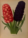 Hyacinths 5 (1872-1881)