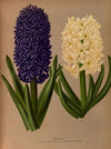 Hyacinths 6 (1872-1881)