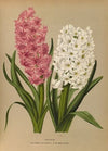 Hyacinths.D.R.Noble Par Merite. 2. Sw Mont Blanc (1872-1881)