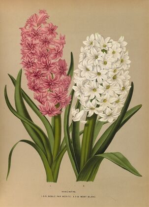 Hyacinths.D.R.Noble Par Merite. 2. Sw Mont Blanc (1872-1881)
