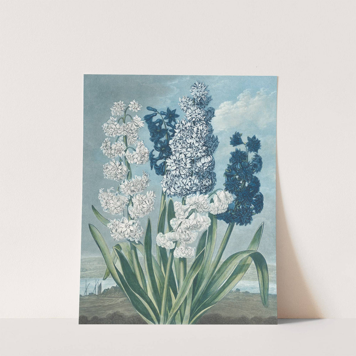 Hyacinths by Thomas Warner