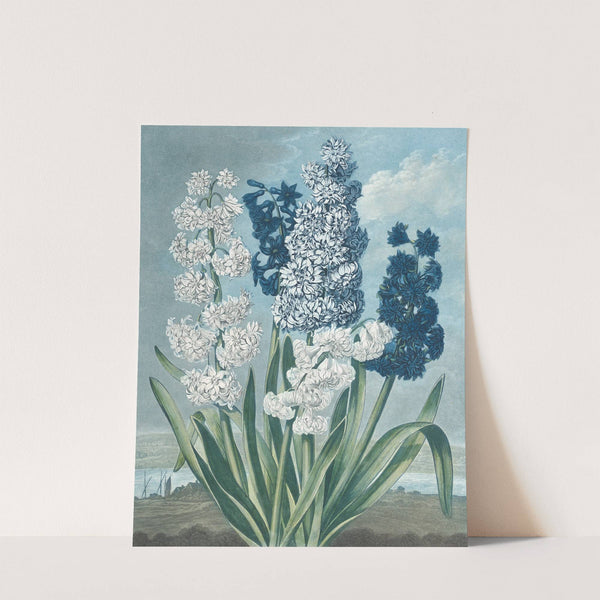 Hyacinths by Thomas Warner